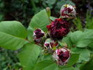 Désirée Fontaine rose photo