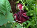 Désirée Fontaine rose photo