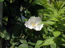 Paul's Single White rose photo