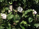Paul's Single White rose photo