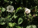 Paul's Single White rose photo