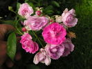 Anna Coi rose photo