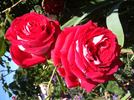 Fairest One rose photo