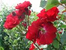 Castella ® rose photo