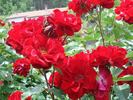 Castella ® rose photo