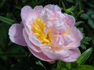 Golly peony photo