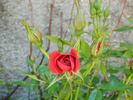 Global Cover rose photo