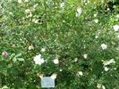 Beauty of Leafland rose photo