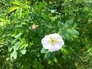<i>R. albertii</i> rose photo