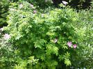 <i>R. amblyotis</i> rose photo