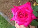 Mom rose photo