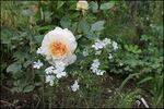 Bredon ® rose photo