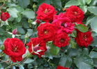 George Best rose photo