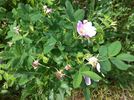 R. forrestiana rose photo