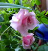 Cupcake ™ rose photo