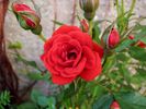 Global Cover rose photo