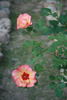 Persian Autumn rose photo