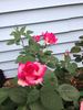 Sweetheart rose photo