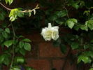 Fräulein Octavia Hesse rose photo