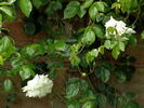 Fräulein Octavia Hesse rose photo