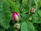 Duchesse de Buccleugh rose photo