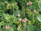 Duchesse de Buccleugh rose photo
