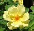 Carefree Sunshine rose photo