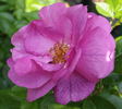 Black Country Pride rose photo