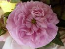 Belle Biblis rose photo