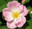 Roemer's Hip Happy rose photo