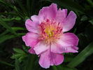 Bo Peep peony photo
