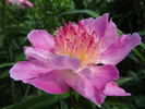 Bo Peep peony photo
