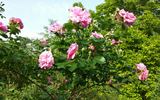 Cap Diamant rose photo