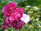 Play The Blues rose photo