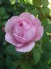 Gimme Five rose photo