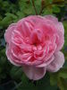 Gimme Five rose photo