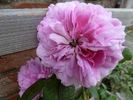 Henri Foucquier rose photo