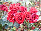 Salute ™ rose photo
