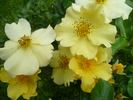 Roland Garros rose photo