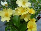 Roland Garros rose photo