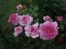 Böhmerose rose photo