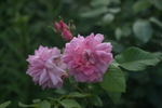 Mistress Quickly rose photo