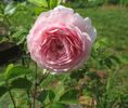 Allegra rose photo