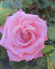 Dr. Bob Harvey rose photo