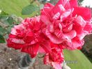 Peppermint Twist rose photo
