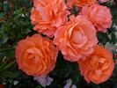 For You With Love rose photo