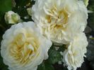 Lilian Baylis rose photo