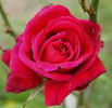 Aluston rose photo