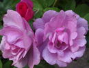 Black Country Pride rose photo