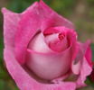 Delphin rose photo